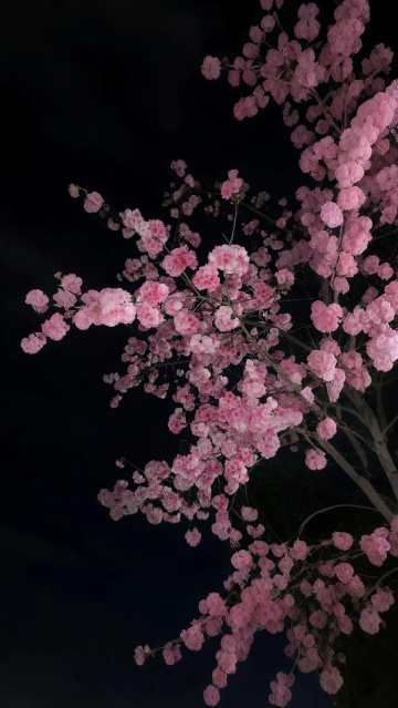 индивидуалка проститутка Омска