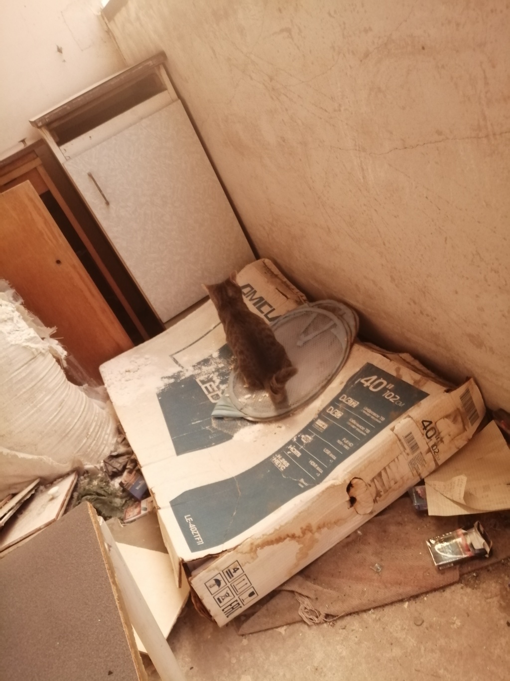 Елена : проститутки индивидуалки в Омске